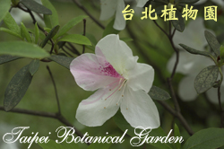 豔紫杜鵑，花朵的圖片