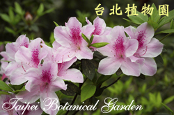 豔紫杜鵑，花朵的圖片