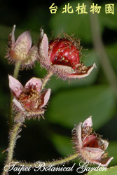 斯氏懸鉤子，果實的圖片