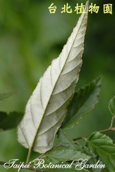 斯氏懸鉤子，葉背的圖片
