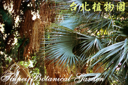 百慕達熊掌櫚，葉子的圖片