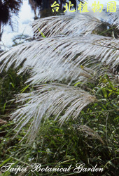 甜根子草，葉子的圖片