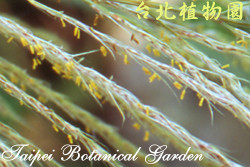 甜根子草，葉子的圖片