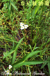 野慈菇，花朵與葉子的圖片