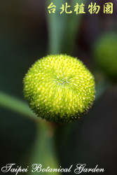 野慈菇，果實的圖片