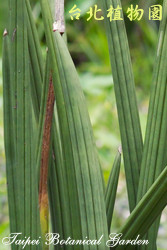 棒葉虎尾蘭，葉子的圖片