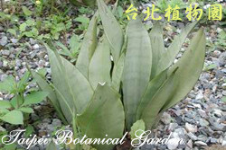 銀后虎尾蘭，葉子的圖片