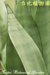 銀后虎尾蘭，葉子的局部圖片
