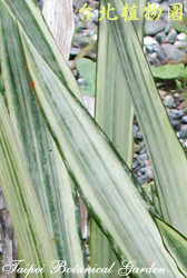 雪紋虎尾蘭，葉子的圖片