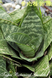 短葉虎尾蘭，葉子的圖片