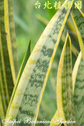 黃邊虎尾蘭，葉子的局部圖片