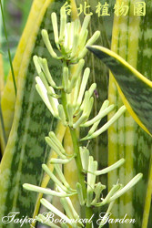 黃邊虎尾蘭，花朵的圖片