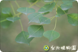 烏臼，葉子的圖片