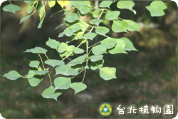 烏臼，葉子的圖片