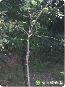 烏臼，全株的圖片