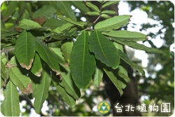 無憂樹，枝條與花的圖片