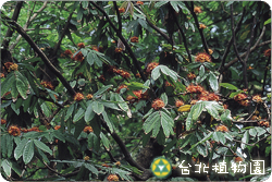 無憂樹，花的圖片