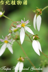 虎耳草，花朵的圖片