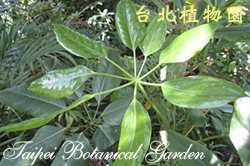 澳洲鴨腳木，葉子的圖片