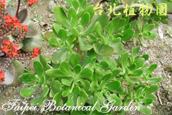 寶珠，葉子的圖片