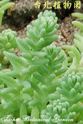 萬年草，葉子的圖片