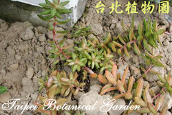 銘月，葉子的圖片