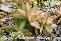 銘月，葉子的圖片