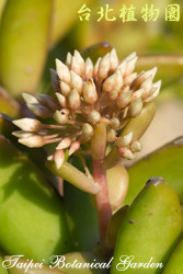 銘月，花朵的圖片