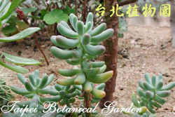 乙女心，葉子的圖片