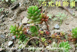 耳墜草，一整株的圖片