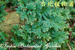 藍地柏，葉子的圖片