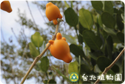 五指茄，果實的圖片