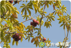 掌葉蘋婆，果實與葉的圖片