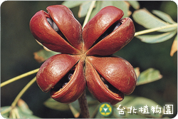 掌葉蘋婆，全株的圖片