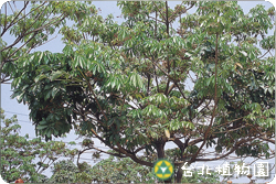 掌葉蘋婆，果實成熟的圖片