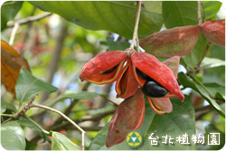 蘋婆，葉子與果實的圖片