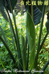 天堂鳥蕉，莖的圖片