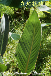 天堂鳥蕉，葉子的圖片