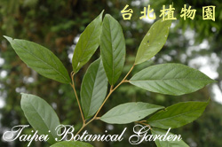 紅皮，葉子的圖片