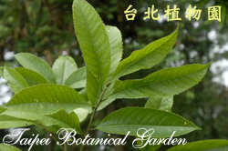 山豬肝，葉子的圖片