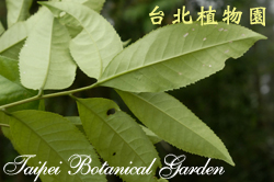 山豬肝，葉背的圖片