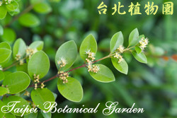 小葉赤楠，葉子與花的圖片