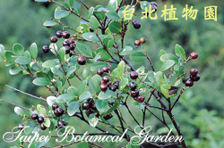 小葉赤楠，果實的圖片