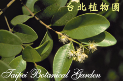 小葉赤楠，花朵與葉子的圖片