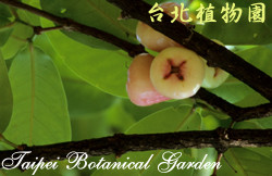 蓮霧，果實與葉的圖片