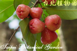 蓮霧，果實的圖片