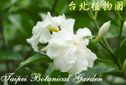 山馬茶，花朵的圖片