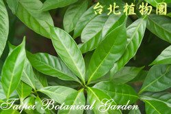 山馬茶，葉子的圖片