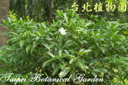 山馬茶，全株的圖片