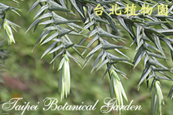 臺灣杉，葉子的圖片